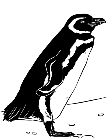 Magellanic Penguin Coloring Page